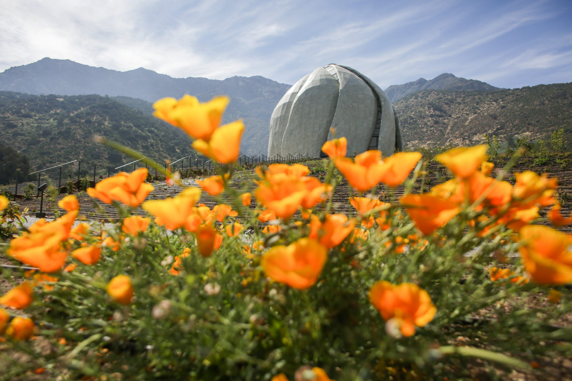 El Templo Bahá’í entre la cordillera y un campo de dedales de oro en flor