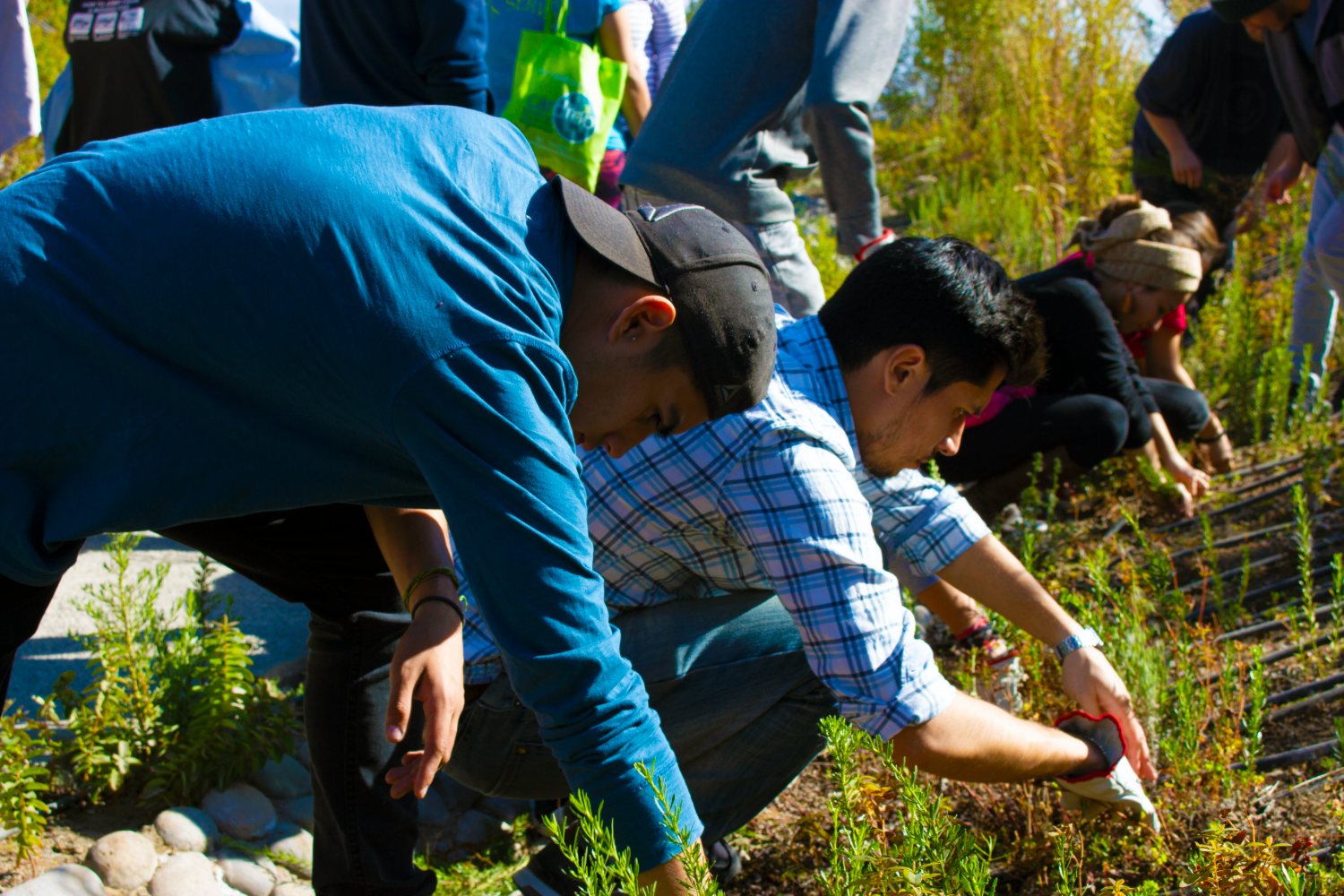 Jóvenes plantando y trabajando juntos en los jardines del Templo Bahá’í